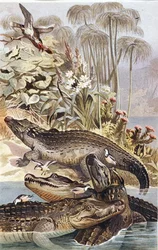 Crocodilo do Nilo, prato de "Brehms Tierleben": Allgemeine Kunde des Tierreichs", vol.7, p.504, publicado pelo Bibliographisches Institut
