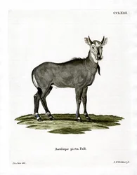 Nilgai (gravura colorida)