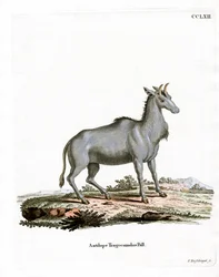 Nilgai (gravura colorida)