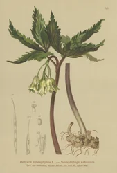 Erva Coral de nove folhas (dentaria enneaphyllos)