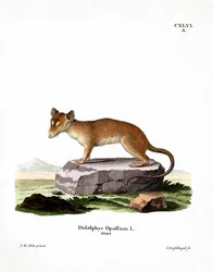 Opossum norte-americano (gravura colorida)