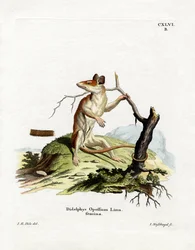 Opossum norte-americano (gravura colorida)