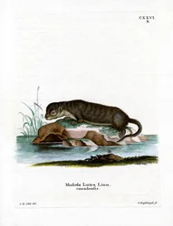 Lontra norte-americana (gravura colorida)