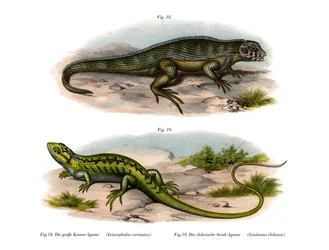Lagarto-setentrional-de-cauda-enrolada