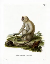 Northern Plains Gray Langur (gravura colorida)