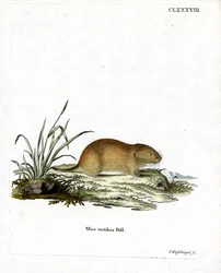 Northern Red-Backed Vole (gravação a cores)