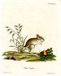 Jerboa de três dedos do norte (gravura colorida)
