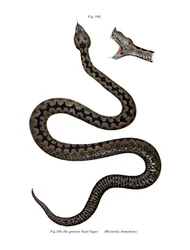 Víbora de cor de nariz (cor litho)