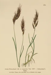 Aveia (Avena Scheuchzeri, Avena versicolor, Avena alpina)