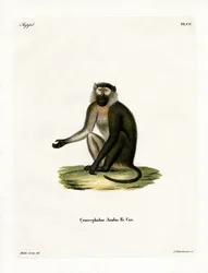 Olive Baboon (gravação a cores)