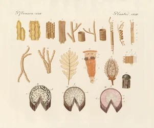 Sobre a estrutura interna das plantas (gravura colorida)