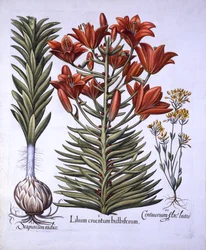 Lírio alaranjado com bulbos e bulbos, Blackstoria de tarde-florescência, de Hortus Eystettensis, por Basil Besler (1561-1629), bar. 1613 (gravura colorida à mão)