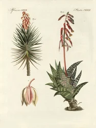 Planta ornamental (gravura colorida)