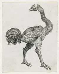 Avestruz