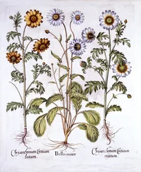 Oxe Eye Daisy e Crown Daisy, de Hortus Eystettensis, de Basil Besler (1561-1629), pub. 1613 (gravura colorida à mão)