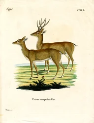 Veado de Pampas (gravação a cores)