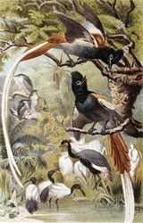 Paradise Flycatchers, prato de "Brehms Tierleben": Allgemeine Kunde des Tierreichs", vol 4, p. 516, publicado pelo Bibliographisches Institut