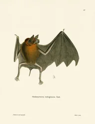 Parnell "s Mustached Bat