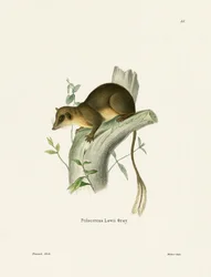 Tupaia-de-cauda-emplumada