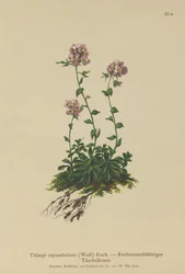 Pennycress (Thlaspi cepeaefolium)