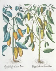 Pimentas: 1.Piper indiana filiquis amarelo; 2.Piper ouro indiano levado do Eystettensis por Basil Besler (1561-1629), pub. 1613