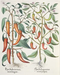Pimentas: comprimento máximo 1.Piper indiana; Indiano 2.Piper filiquis menos curvas do Eystettensis por Basil Besler (1561-1629), pub. 1613