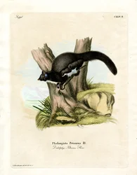 Petaurine Opossum (gravura colorida)