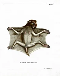 Philippine Flying Lemur (gravura colorida)