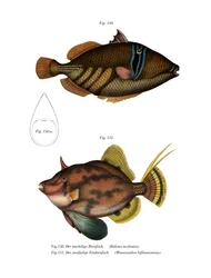 Peixes Picasso (cor litho)