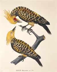Picus Flavescens, de 