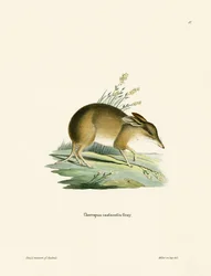 Bandicoot de pés de porco (gravação a cores)