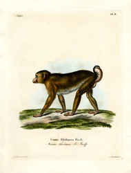 Macaco-de-cauda-de-porco