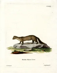 Pine Marten (gravação a cores)