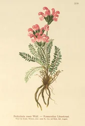 Lousewort rosa (Pedicularis rosea)