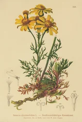 Ragwort Pinnate-com folhas (Senecio abrotanifolius, Jacobaea abrotanifolia)