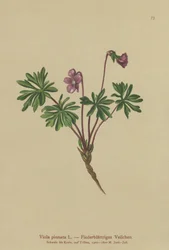 Violeta Pinada (Viola pinnata)