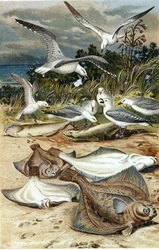 Solha, prato de "Brehms Tierleben": Allgemeine Kunde des Tierreichs", vol.8, p.226, publicado pelo Bibliographisches Institut