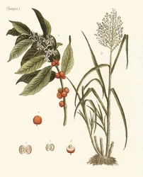 Plantas de países quentes