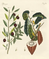 Plantas de países quentes