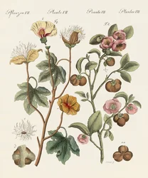 Plantas de países quentes