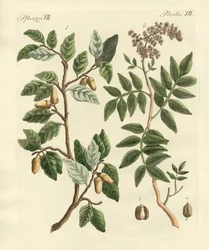 Plantas de países quentes