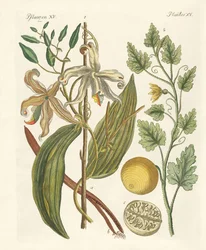 Plantas de países quentes