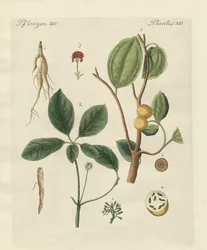 Plantas de países quentes