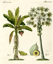 Plantas de países quentes