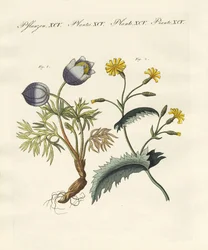Plantas alemãs venenosas