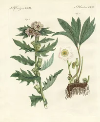 Plantas alemãs venenosas