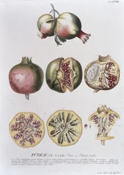 Romã, gravada por Johann Jakob Haid (1704-67) placa 72 de um livro botânico, pub. de Augustus Vind