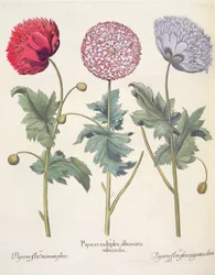 Papoilas, 1.Papaver vermelho vários albumoris; 2.Papaver flor Miniato câmara de pressão; 3.Papaver plensargentei cor da flor, do Eystettensis por Basil Besler (1561-1629), pub. 1613