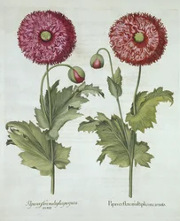 Papoulas, de Hortus Eystettensis, por Basil Besler (1561-1629) pub. 1613