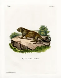 Porcupine (gravação a cores)